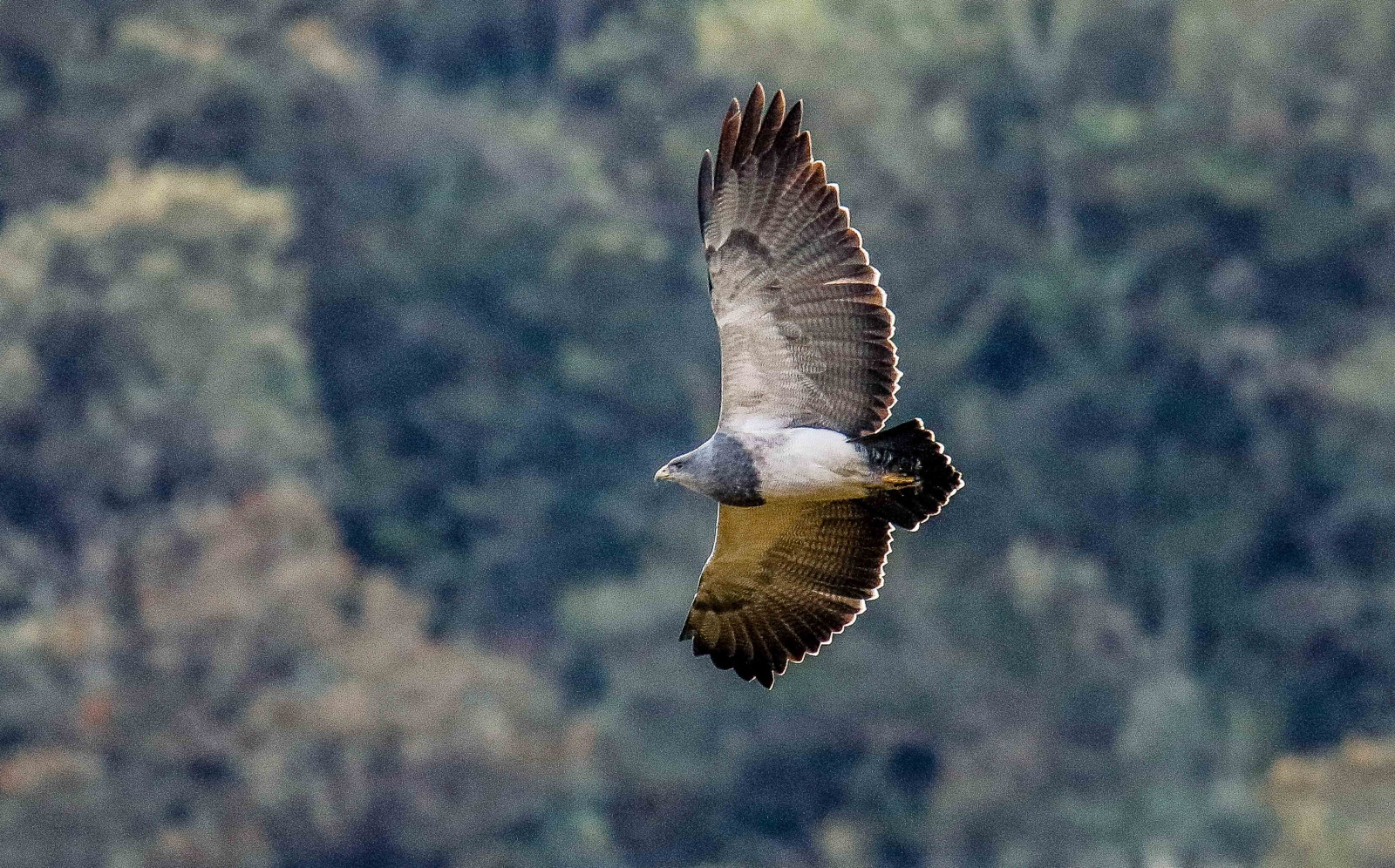 image Black-chested Buzzard-Eagle